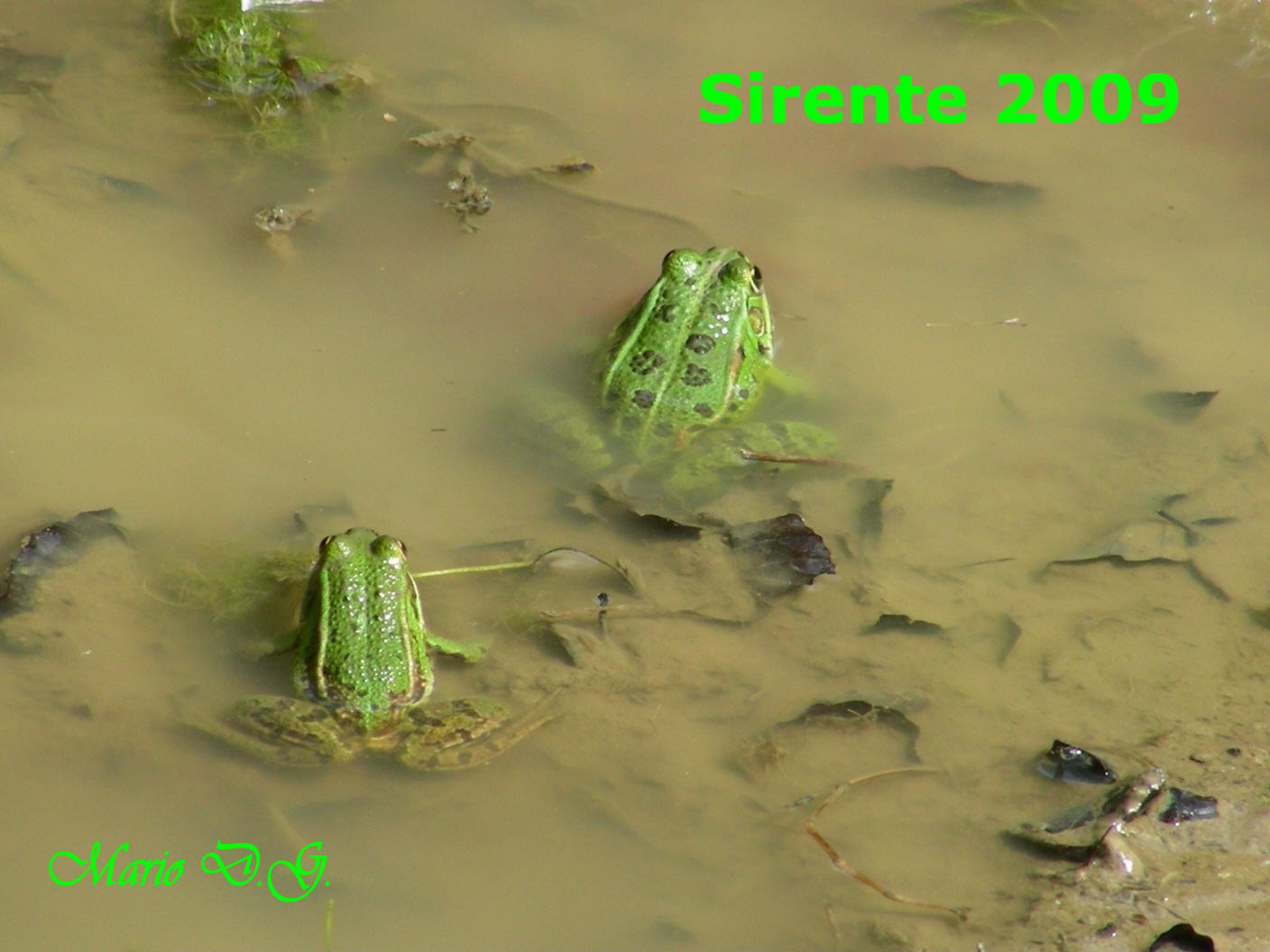 Da determinare - Pelophylax sp.